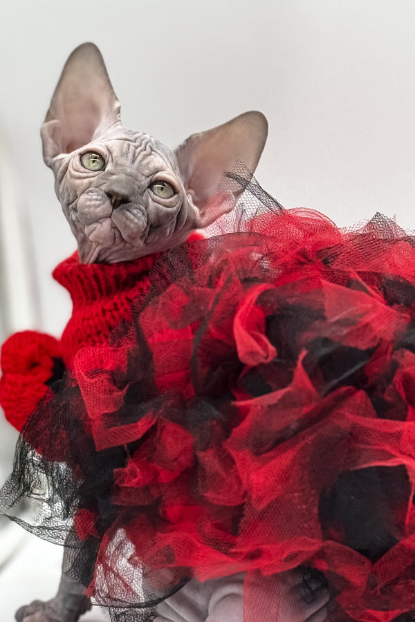 Roxy | Canadian Sphynx Kitten