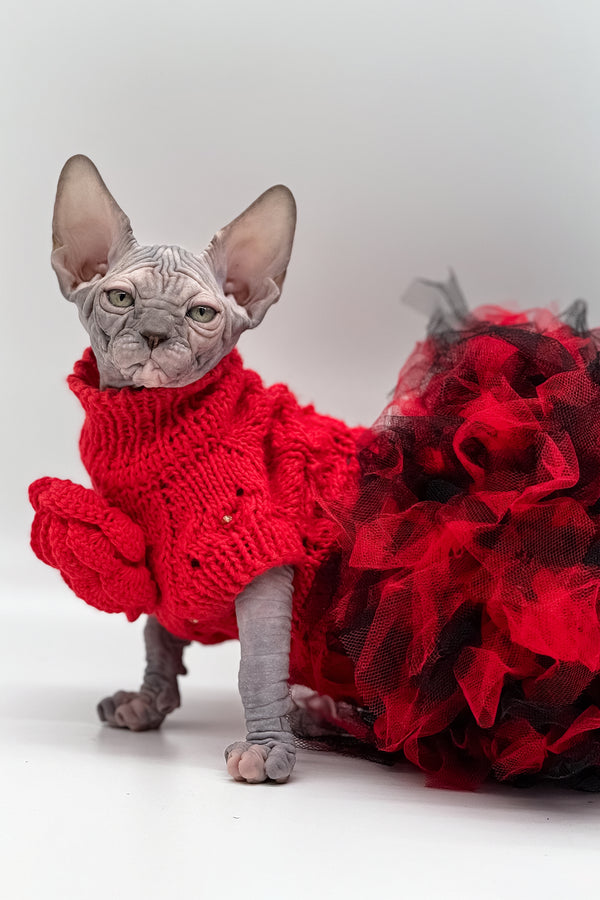 Roxy | Canadian Sphynx Kitten