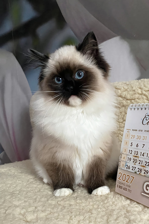 Roxy | Ragdoll Kitten