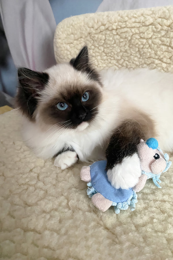 Roxy | Ragdoll Kitten