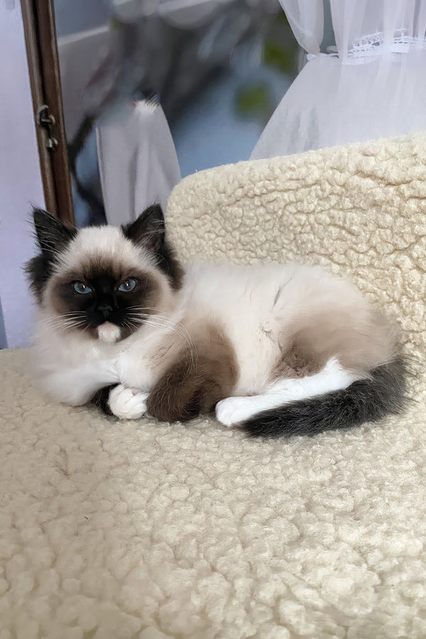 Roxy | Ragdoll Kitten