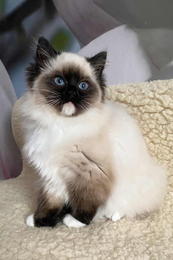 Roxy | Ragdoll Kitten