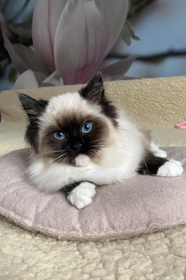 Roxy | Ragdoll Kitten
