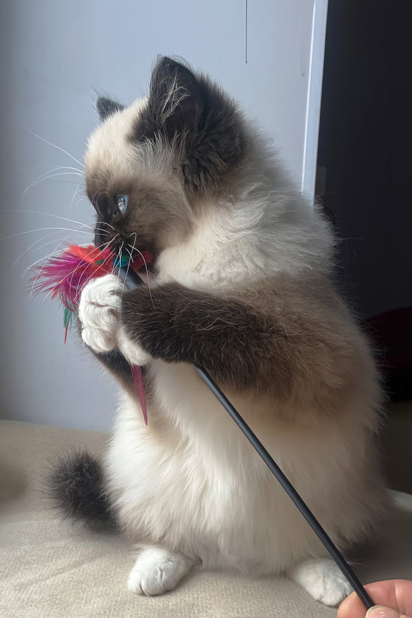 Roxy | Ragdoll Kitten