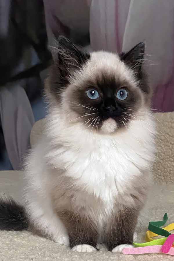 Roxy | Ragdoll Kitten