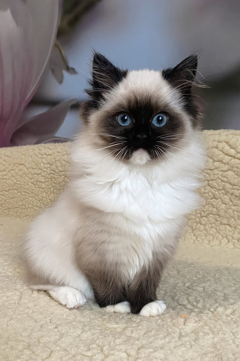 Roxy | Ragdoll Kitten