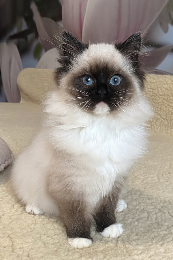 Roxy | Ragdoll Kitten