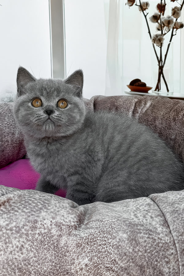 Roxy | British Shorthair Kitten