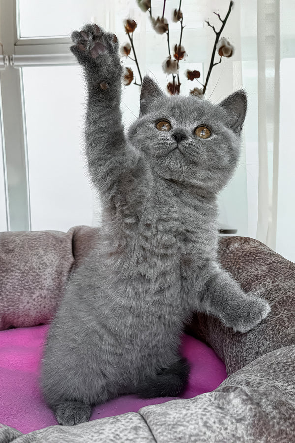 Roxy | British Shorthair Kitten