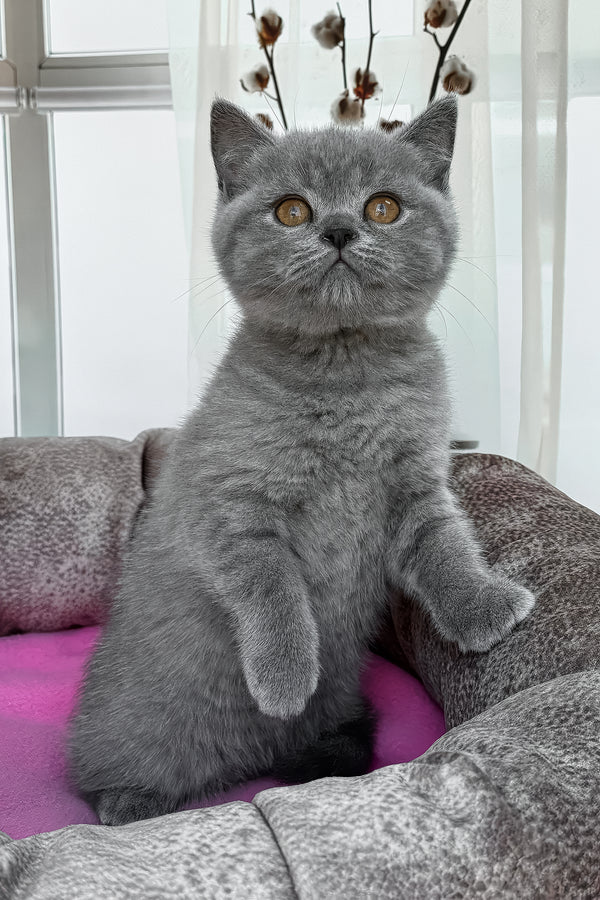 Roxy | British Shorthair Kitten