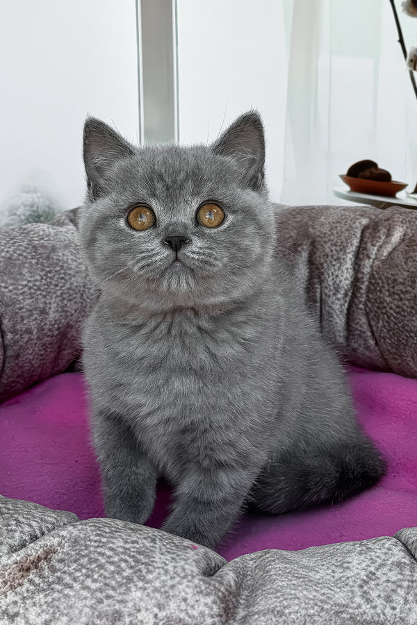 Roxy | British Shorthair Kitten