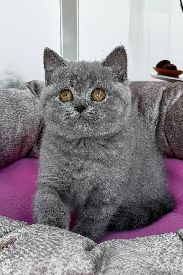 Roxy | British Shorthair Kitten