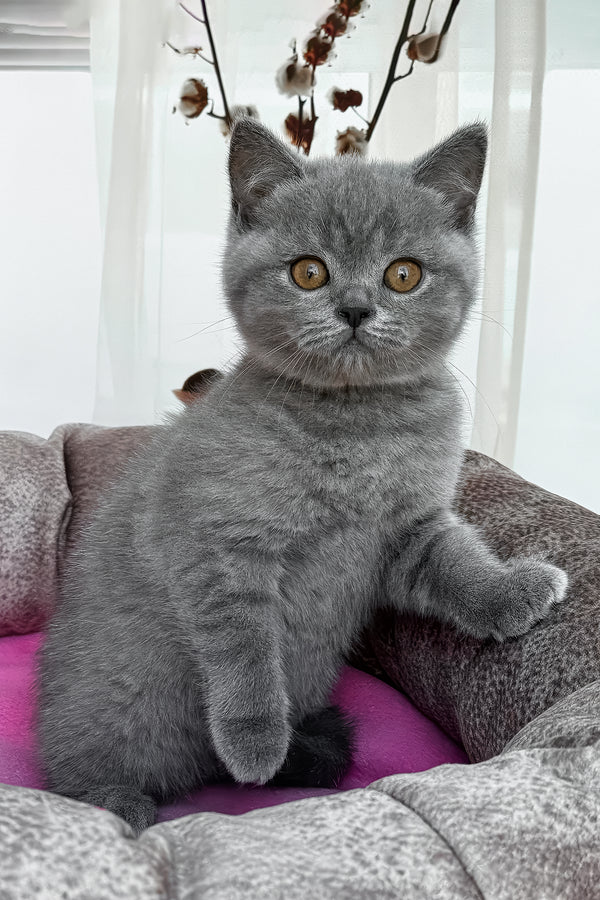 Roxy | British Shorthair Kitten