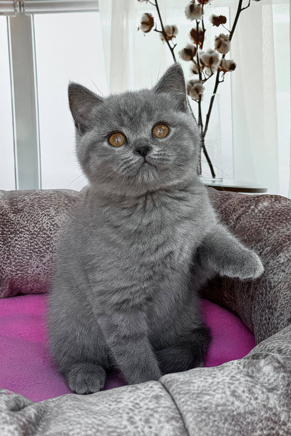 Roxy | British Shorthair Kitten