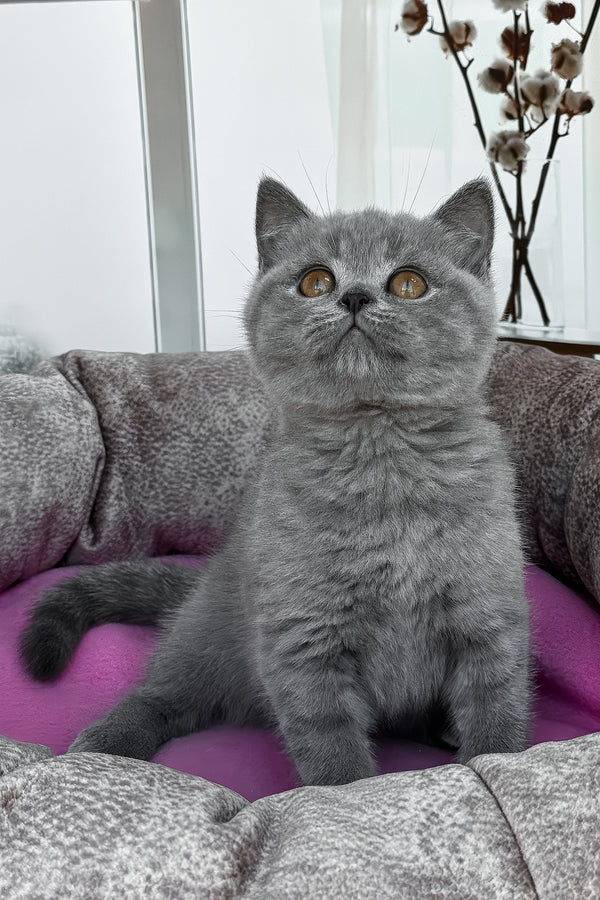 Roxy | British Shorthair Kitten