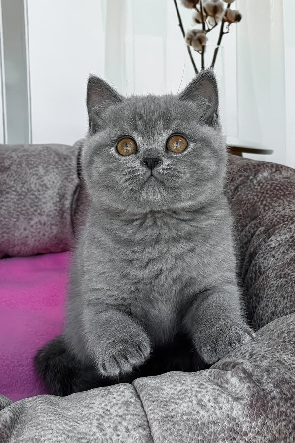 Roxy | British Shorthair Kitten