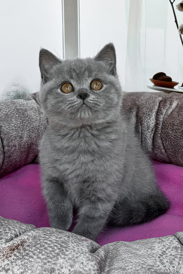 Roxy | British Shorthair Kitten