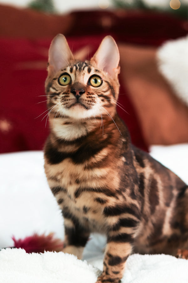 Roy | Bengal Kitten