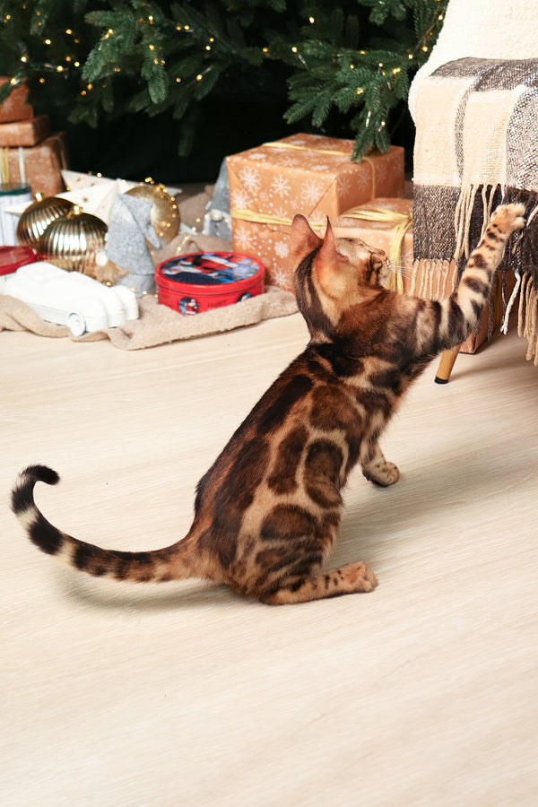 Roy | Bengal Kitten