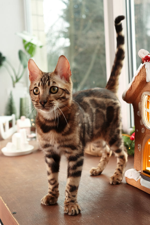 Roy | Bengal Kitten