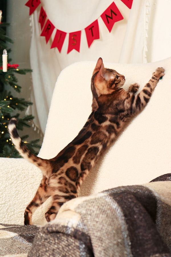 Roy | Bengal Kitten