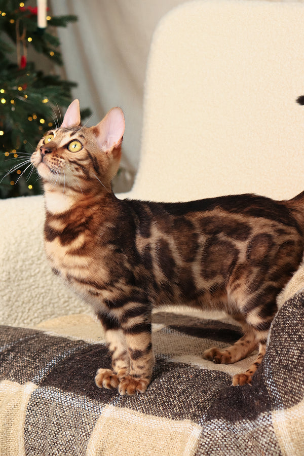 Roy | Bengal Kitten