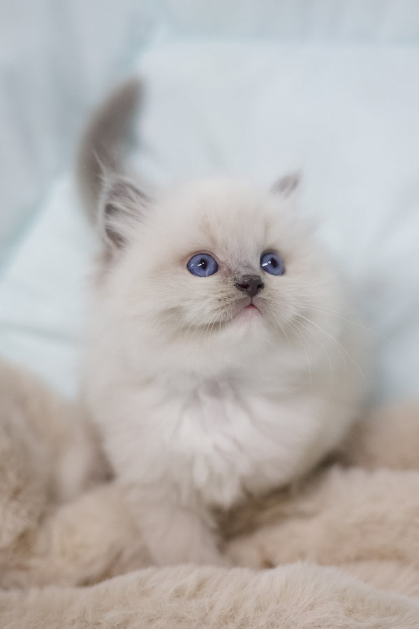 Royce | Ragdoll Kitten