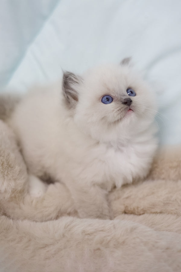 Royce | Ragdoll Kitten