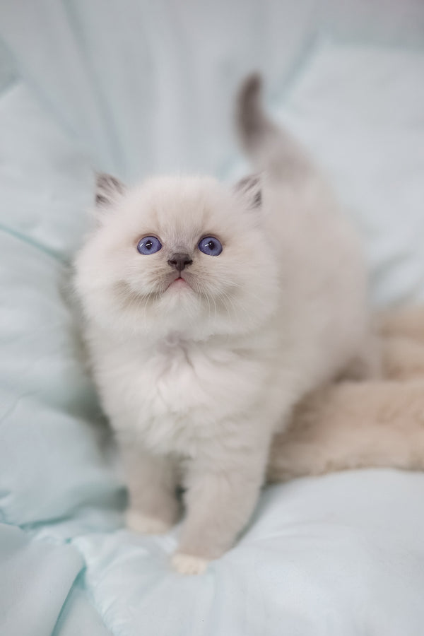 Royce | Ragdoll Kitten