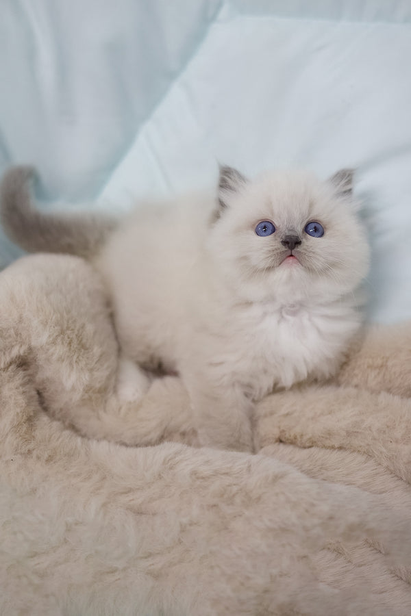 Royce | Ragdoll Kitten
