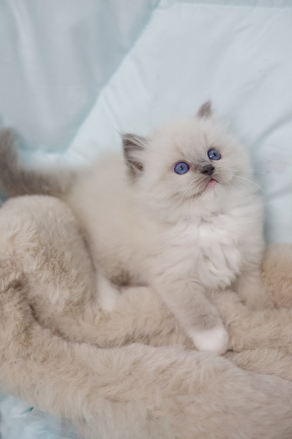 Royce | Ragdoll Kitten