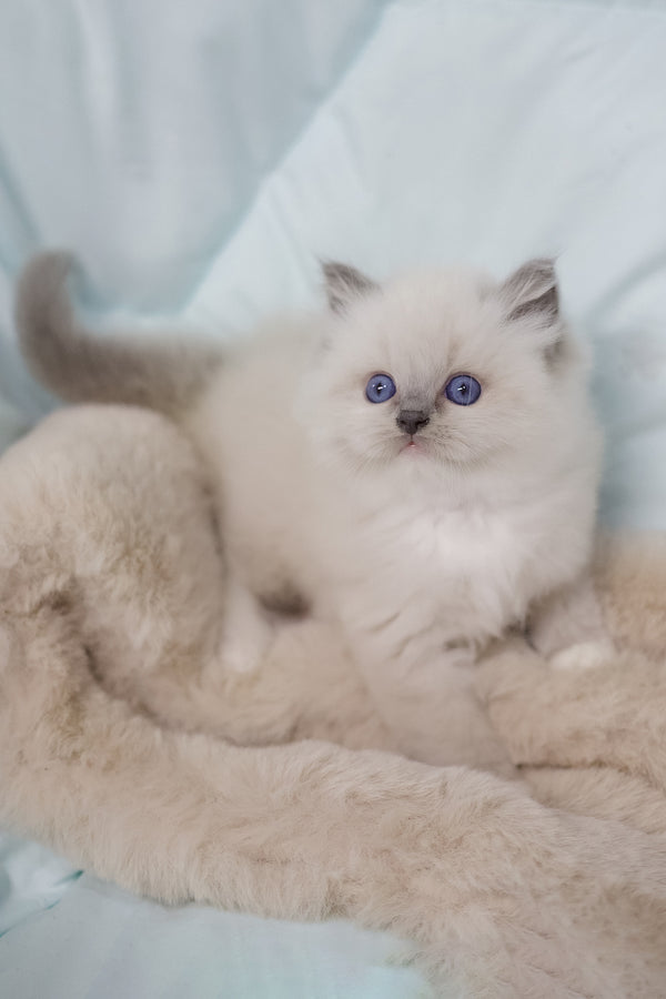 Royce | Ragdoll Kitten