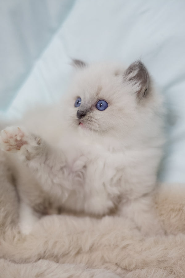 Royce | Ragdoll Kitten