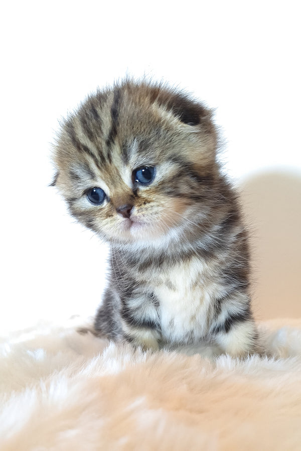 Rozi | Scottish Fold Kitten