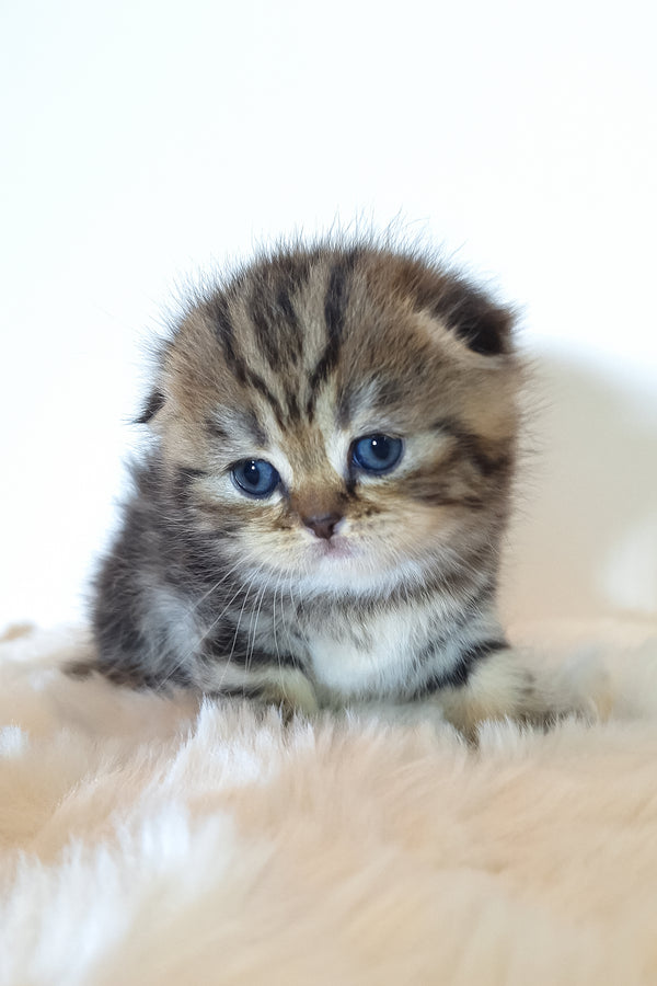 Rozi | Scottish Fold Kitten