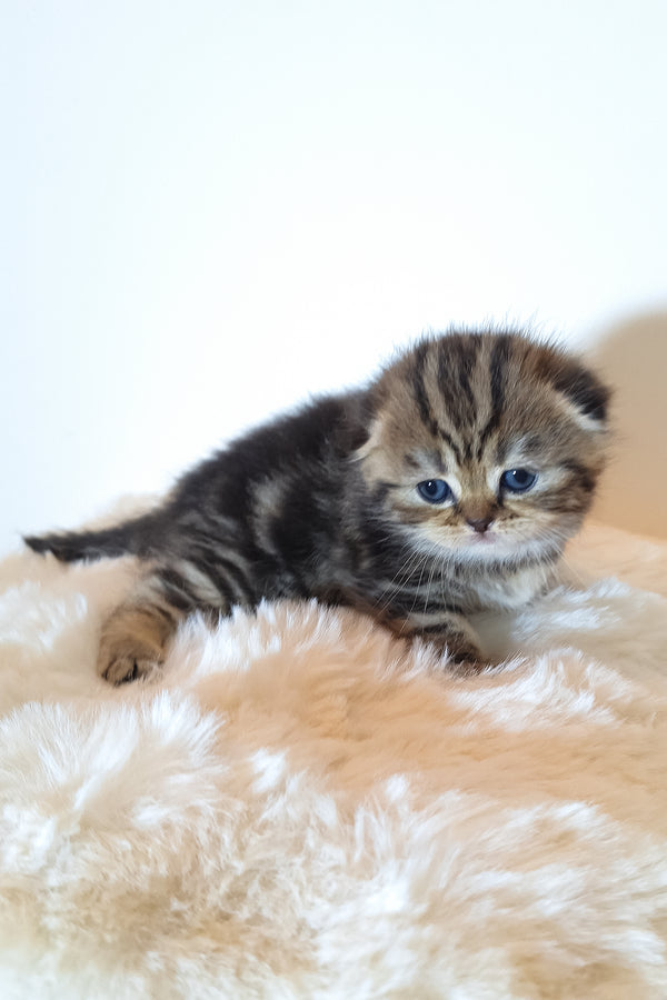 Rozi | Scottish Fold Kitten