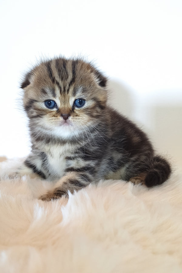 Rozi | Scottish Fold Kitten