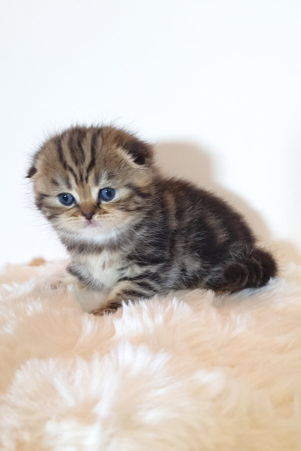 Rozi | Scottish Fold Kitten