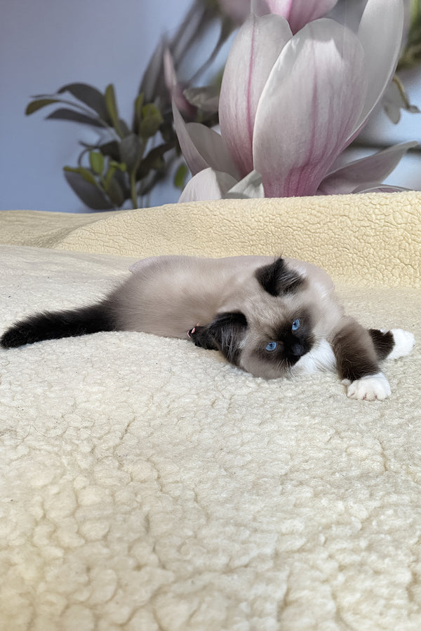 Rubin | Ragdoll Kitten