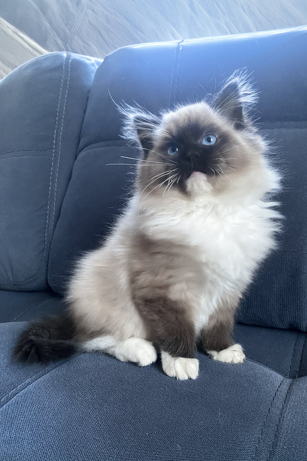 Rubin | Ragdoll Kitten