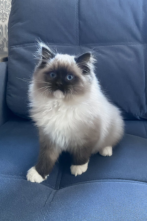 Rubin | Ragdoll Kitten