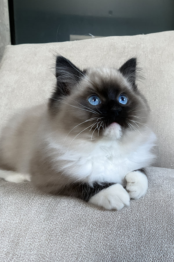 Rubin | Ragdoll Kitten