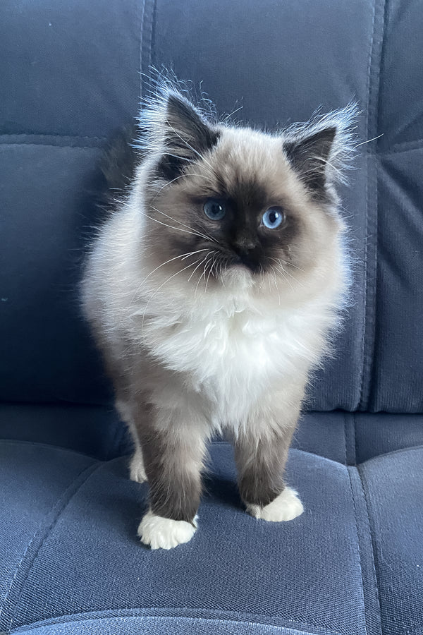 Rubin | Ragdoll Kitten