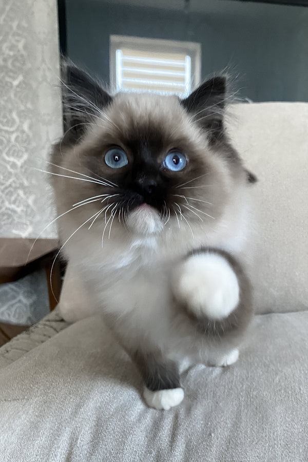 Rubin | Ragdoll Kitten