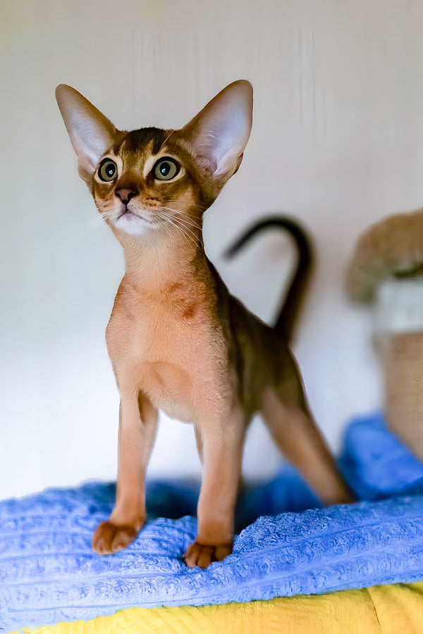 Ruby | Abyssinian Kitten