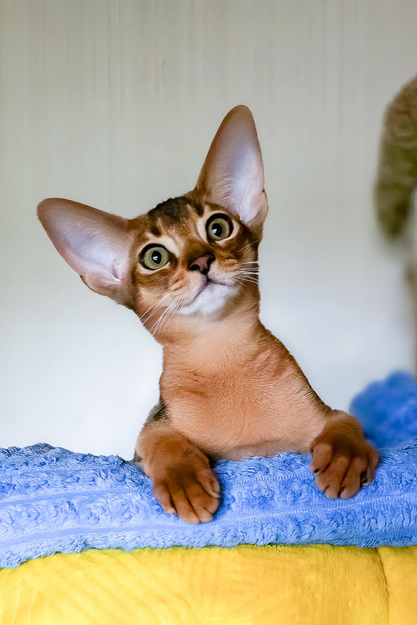 Ruby | Abyssinian Kitten