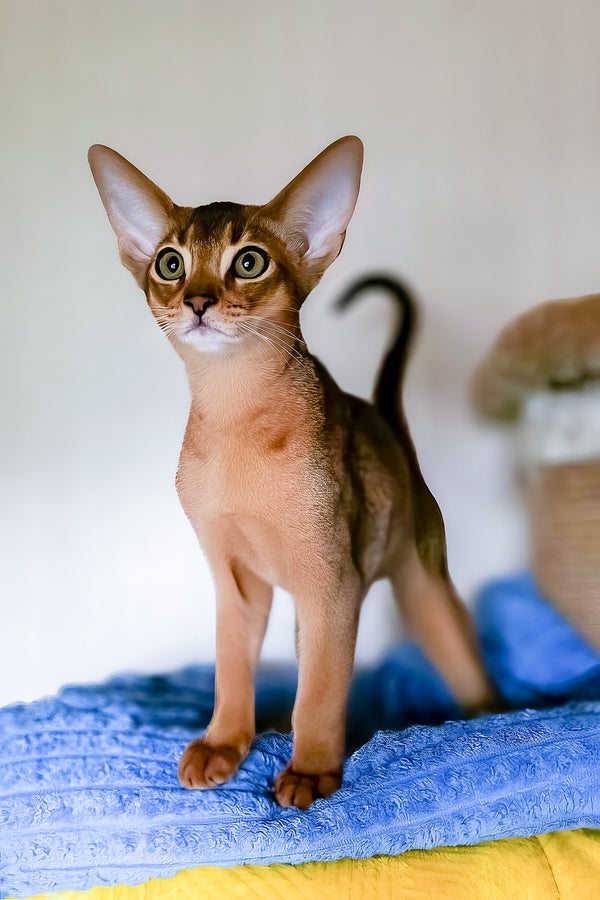 Ruby | Abyssinian Kitten