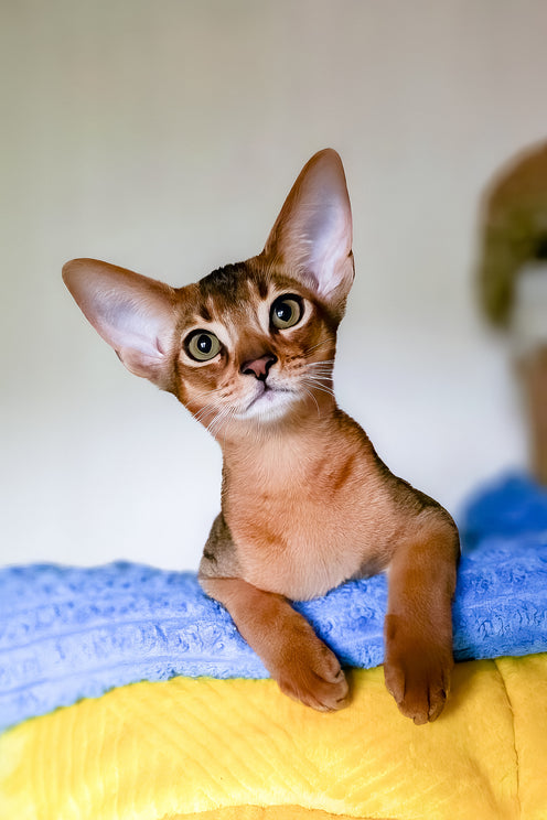 Ruby | Abyssinian Kitten