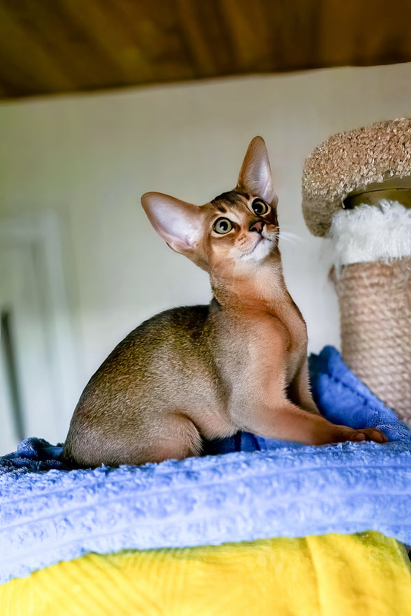 Ruby | Abyssinian Kitten