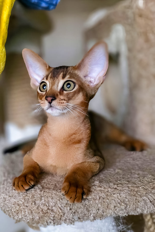 Ruby | Abyssinian Kitten